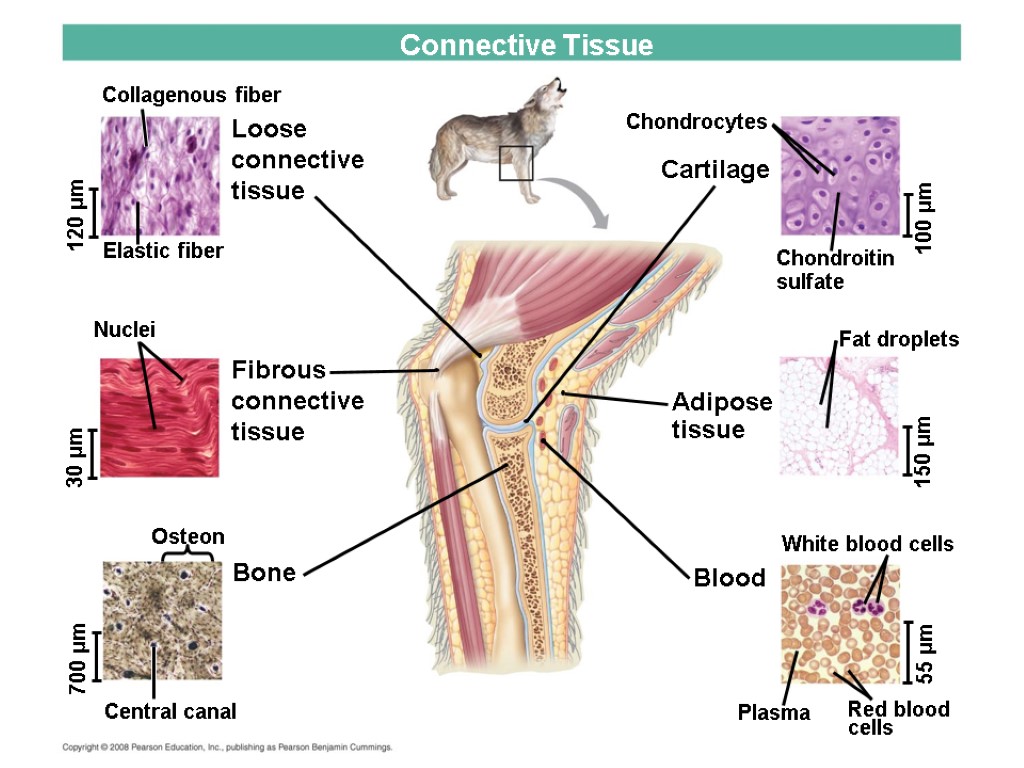 Connective Tissue Collagenous fiber Loose connective tissue Elastic fiber 120 µm Cartilage Chondrocytes 100